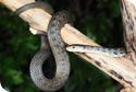 snake_antivenom_pic