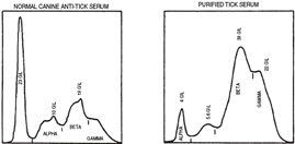 purified_tick_graph